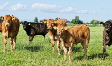 Ser vegetariano podría eliminar 16 años de emisiones de carbono para 2050