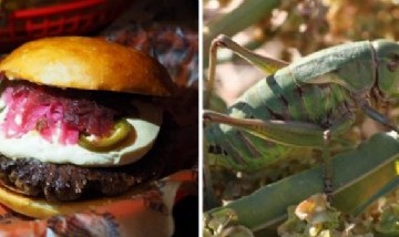 Viral: hamburguesas de grillo son la nueva tendencia. Nutritivas y ecológicas.