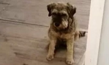 Un perro persiguió la ambulancia donde iba su dueño accidentado y se volvió viral en las redes