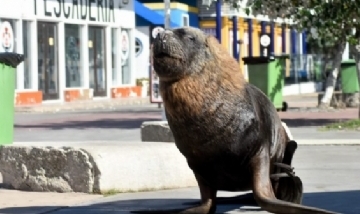 Los lobos marinos deambulan libres por Mar del Plata durante la cuarentena