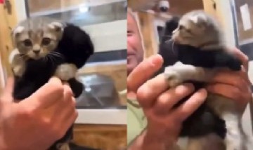 Adoptó un solo gatito, pero al ver el llanto del hermano, se llevó a los dos
