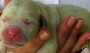 Nació un cachorro verde en una localidad de Misiones y generó furor en las redes