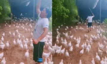 El señor de las gallinas: joven recrea escenas de la película "300″ con gallinas y causa furor