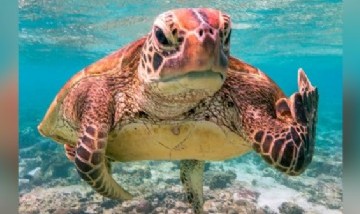 Seleccionaron las fotos más graciosas realizadas a animales durante el año 2020