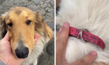 Un hombre encontró un perro en la calle y se asombró con el mensaje que figura en el collar