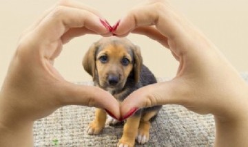 Día Nacional del Perro: ¿por qué se celebra hoy, 2 de junio, y cuáles son sus cuidados?