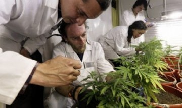 El CONICET lanzó una encuesta para usuarios de cannabis que se contagiaron de COVID 19