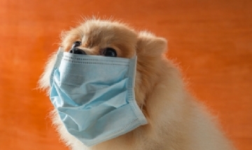 Falleció el perro que había sido diagnosticado con coronavirus en Hong Kong