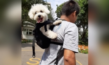 Luly y su dueño de paseo por Concepción, Chile.