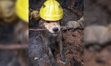 Ayuda canina: Un perrito brigadista ayudó a combatir incendios forestales en Argentina