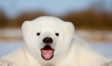 Una osa polar bebé conoció la nieve y fue sensación en las redes sociales: Mirá el video