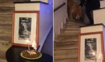 Le festejó los 15 años a su perro con una espectacular fiesta de 15 y se hizo viral