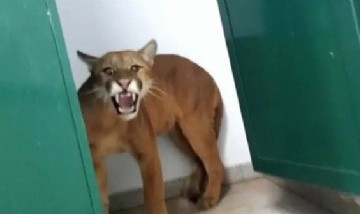 Un nene de 9 años encontró un puma de 2 metros en el baño de un colegio