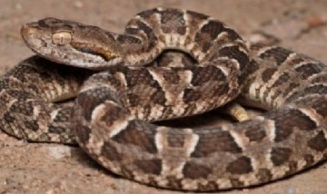 Apareció una serpiente yarará en Ciudad Universitaria: el comunicado de la UBA