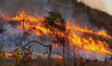 Líderes de más de 100 países del mundo acordaron en la cumbre del clima frenar la deforestación
