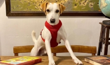 Perro influencer publica su propio cómic para concientizar sobre el abandono de mascotas