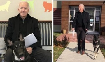 La mascota de Joe Biden será el primer perro rescatado que vivirá en la Casa Blanca