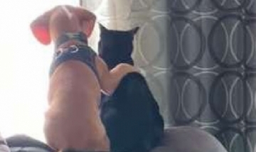 ¡El video más tierno de la semana! Mirá el momento del abrazo entre un perro y un gato