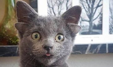 Midas, la gata que nació con cuatro orejas y se convirtió en una sensación en Instagram