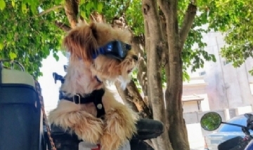 Falleció Pocho, el perro motoquero de Florencio Varela que recorrió la Argentina