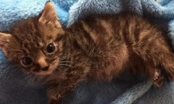 Un gato con enanismo congénito se volvió viral y es tendencia en las redes sociales