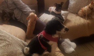 Las mascotas perrunas de Ariaes, en México.