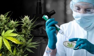 La UBA inaugura su primer grupo de estudios enfocados en la planta de cannabis