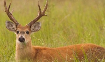 Indignación: mató a un ciervo en peligro de extinción y publicó la foto en las redes