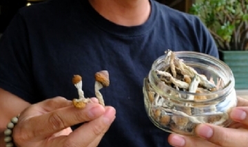 Ciudades de Estados Unidos comienzan el proceso de legalizar hongos psicotrópicos