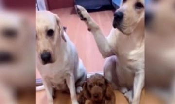 Perro que delata a su amigo con la pata, el vídeo que es furor en TikTok