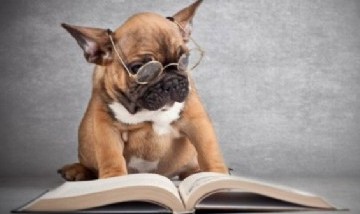 Las razas de perros más inteligentes según una encuesta a 200 jueces de obediencia canina
