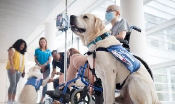 Mascotas terapéuticas: el rol de los animales para restituir los vínculos con los afectos durante una internación