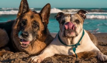 Mar del Plata: con pileta y duchas, cómo es el balneario exclusivo para perros