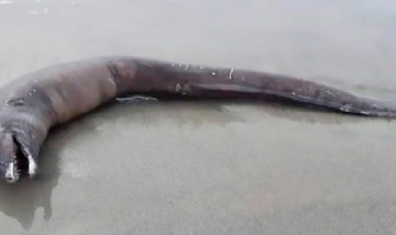 Terror en las playas de México por el hallazgo de monstruo marino