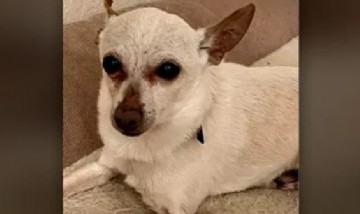 Toby, el perro más viejo del mundo tiene 21 años y batió el récord Guinness