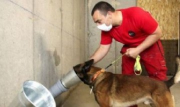 En Alemania aseguran que los perros pueden detectar personas infectadas de COVID-19