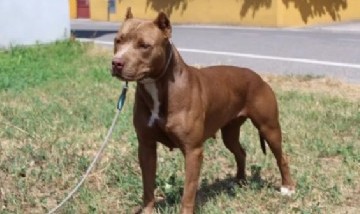 Dos pitbulls atacaban a su hija y debió acuchillar a uno para salvarla: "Era mi hija o el perro"