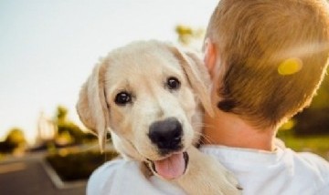 Hoy es el Día Mundial del perro: ¿por qué se celebra cada 21 de julio?