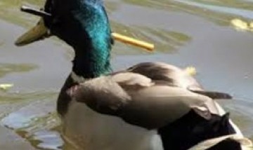 Rescataron a un pato que sobrevivió más de tres meses con una flecha en la cabeza