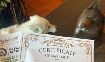 Una boda masiva de perros en Estados Unidos: se casarán 500 parejas