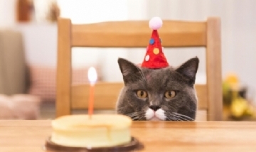 Las fotos de los invitados al cumpleaños de un gato que se volvió furor en internet