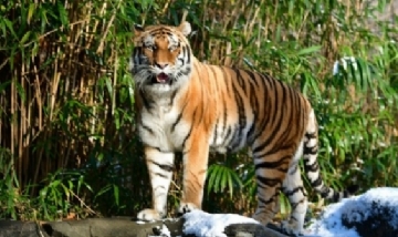 Cinco felinos del zoológico del Bronx dieron positivo de coronavirus