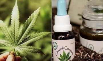 Cannabis Medicinal: Corrientes aprobó la creación de un instituto de producción e investigación