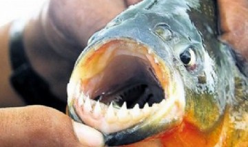 Viral: Se registraron varios ataques de pirañas en una playa de Argentina