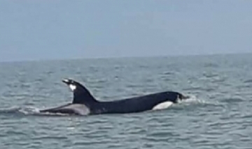 Luego del tiburón, ahora apareció una orca en la costa de Monte Hermoso
