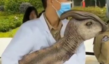 Jurassic Park: El video de un pequeño dinosaurio en China generó furor en las redes sociales