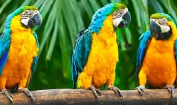 Un zoológico tuvo que aislar a cinco loros porque insultaban a los turistas que pasaban