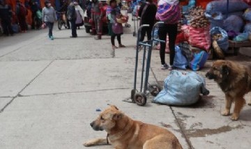 Países Bajos es el primer país del mundo en eliminar por completo la presencia de perros callejeros