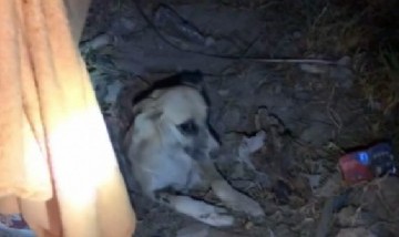 Viral: rescatan una perrita que fue violada y enterrada viva en Ecatepec, México