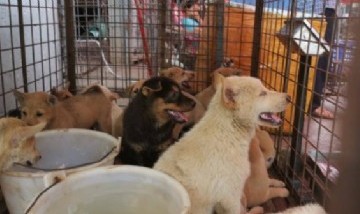 A pesar del Coronavirus: China inauguró su tradicional festival de carne de perro